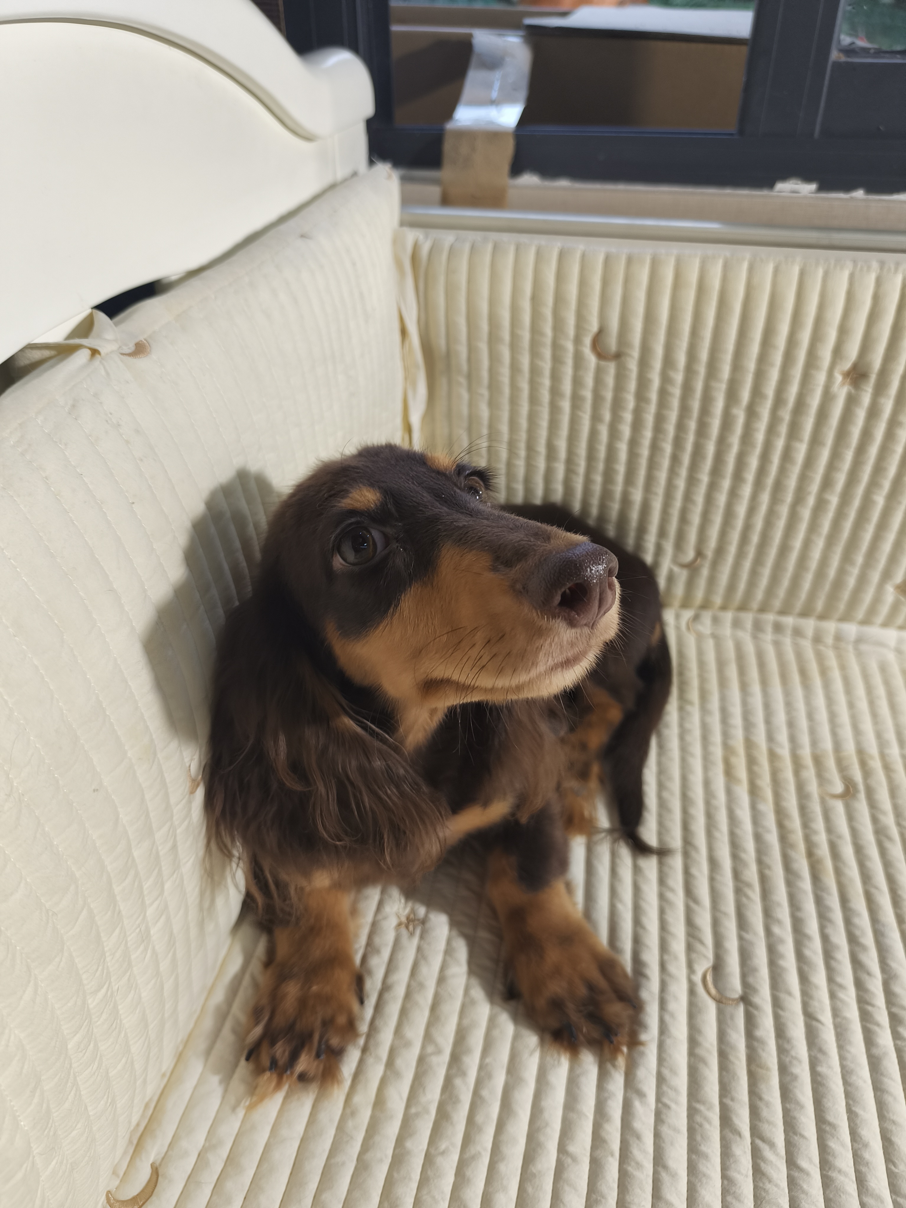 好打理 骨架粗 长毛腊肠犬